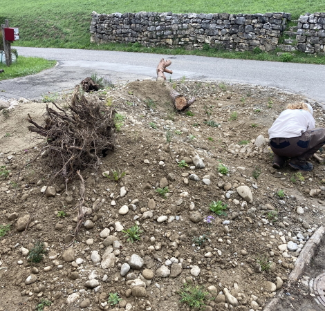 Naturgarten am Giebelweg Bepflanzung 8